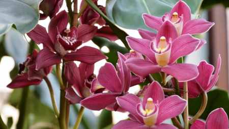 Orchids - color, blossoms, petals, exotic