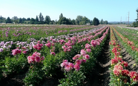 pink dahlia field - tree, field, dahlia, flower