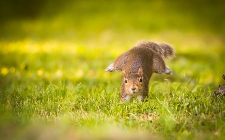 Squirrel - summer, animal, squirrel, green