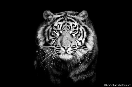 Tiger - black, white, animal, bw, tiger