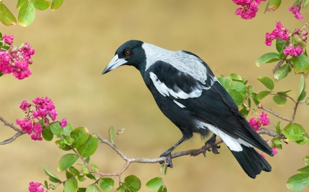 Bird - bird, black, white, branch, green, feather, flower, pink