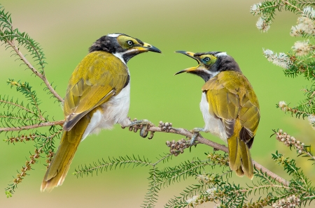 Couple of birds - yellow, couple, branch, birds, green