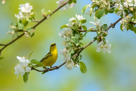 Bird - bird, white, branch, yellow, blossom, green, spring, flower