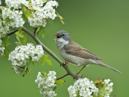 Bird - white, bird, spring, blossom, branch, green