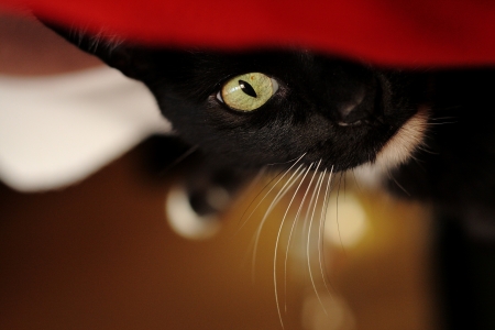 I see you - cat, red, animal, green, funny, eye, black