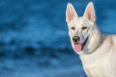 Dog - white, wolf, puppy, tongue, pink, dog, blue, animal