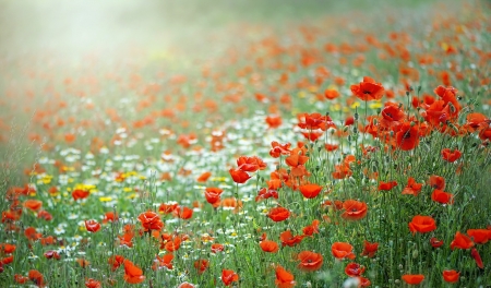 Poppies - red, green, field, flower, poppy