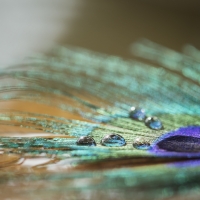 Peacock feather