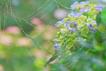 Delicate nature - web, spider, dew, water drops, green, flower, pink