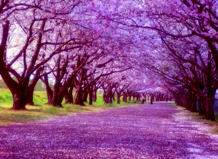 NATURE's SHELTER - path, trees, alley, park