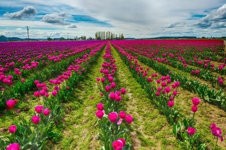 Tulips field - sky, beautiful, clouds, tulips, rows, summer, field