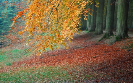 Autumn Park - leaves, forest, trees, autumn