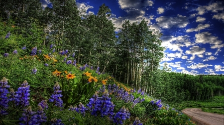 Forest Road - sunflowers, lupines, trees, blossoms, hdr, flowers