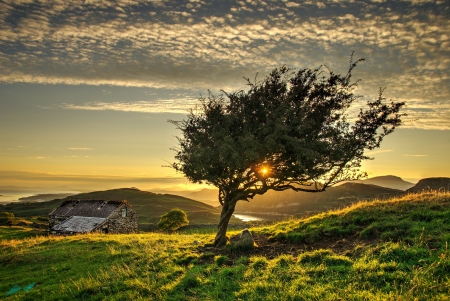 Sunset with tree and mountain - sky, tree, mountain, sun