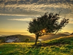 Sunset with tree and mountain