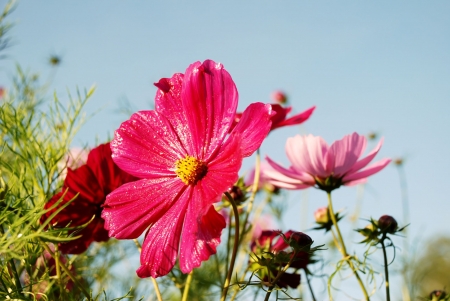 Cosmea - buds, blossoms, red, petals, garden