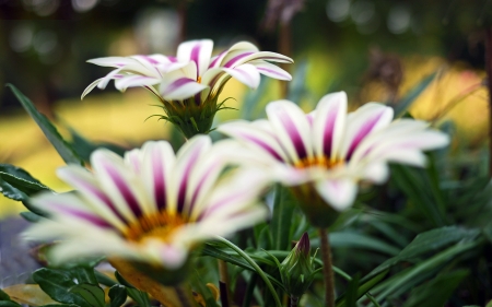 Flowers - nature, leaf, flowers, bud