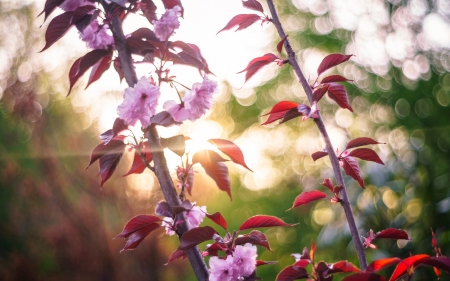 Flowers - nature, leaf, flowers, bud