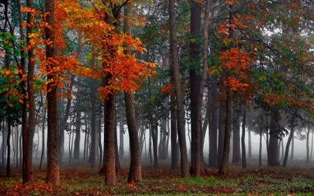 Berautiful Motning in the Misty Autumn Forest - autumn, forest, trees, mist