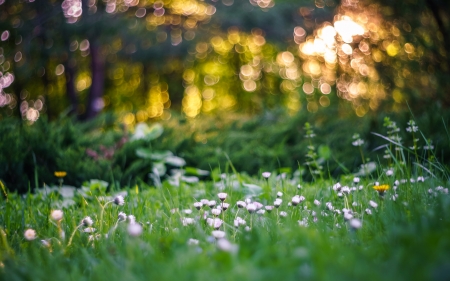 Little Flowers - nature, tree, grass, flower