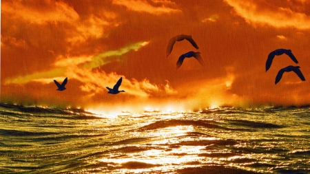 Coast Birds - animal, clouds, coast, sunset, nature, birds, waves