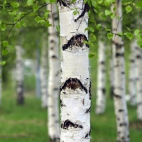 Birch Grove