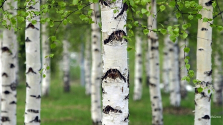 Birch Grove - aspen, forest, grove, leaves, birch, summer, spring