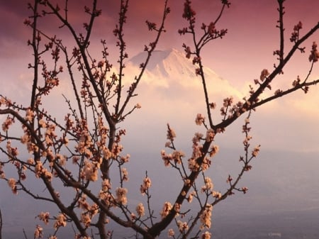 Cherry Blossoms and Mt Fuji - fuji, mountains, blossom, cherry