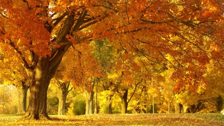 Beautiful Autumn Park - park, autumn, forest, trees