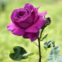 To sweet friend Adi