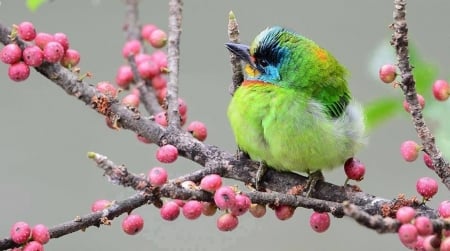 Bird - green, colors, tree, bird