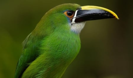 Green Bird - animal, great, green, bird