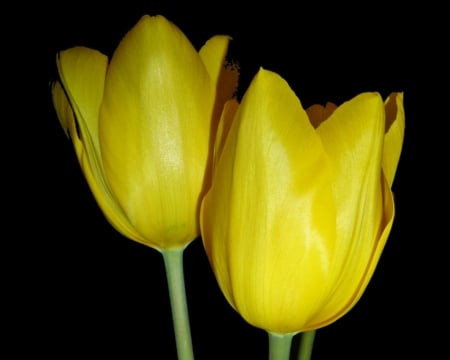 Yellow Tulips