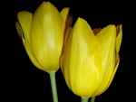 Yellow Tulips