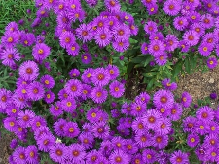 Purple Asters - nature, purple, flowers, garden, asters