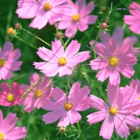 Lovely Cosmos