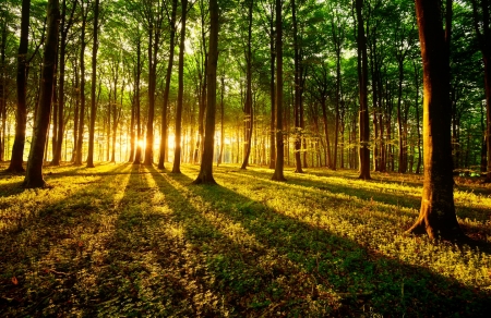 Forest sunlight - sunlight, trees, summer, beautiful, sunbeam, morning, forest, glow, rays