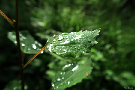 Leaf - drops, leaf, summer, green