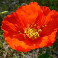 Alaskan Red Poppy