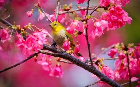 Springtime Singer - blossoms, pink, twig, cherry, tree, bird