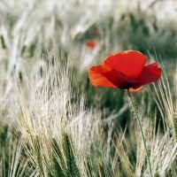 Cornfield with Poppy