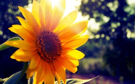 Sunflower - summer, garden, petals, blossom, sunshine