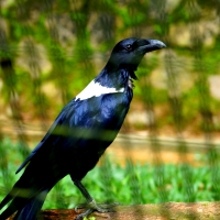 Crow