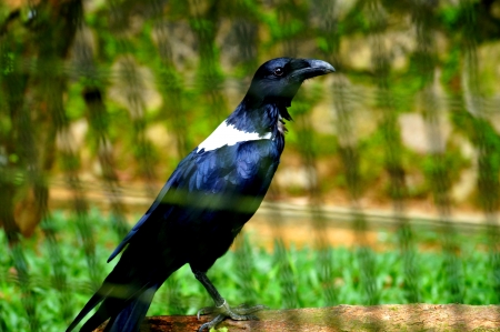 Crow - white, crow, black, raven