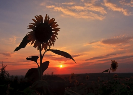 Sunset over Field - clouds, sunflower, landscape, colors, flower, sky