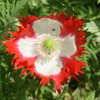 Red and White