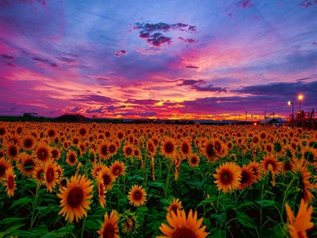 Sunset over Field - sunflowers, sky, blossoms, clouds, colors