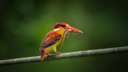 Kingfisher - red, kingfisher, bird, branch