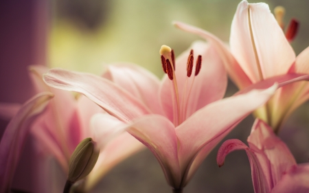 Flower - bud, Flower, nature, leaf