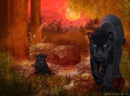 BLACK JAGUAR - forest, cats, black, jaguar, kitten